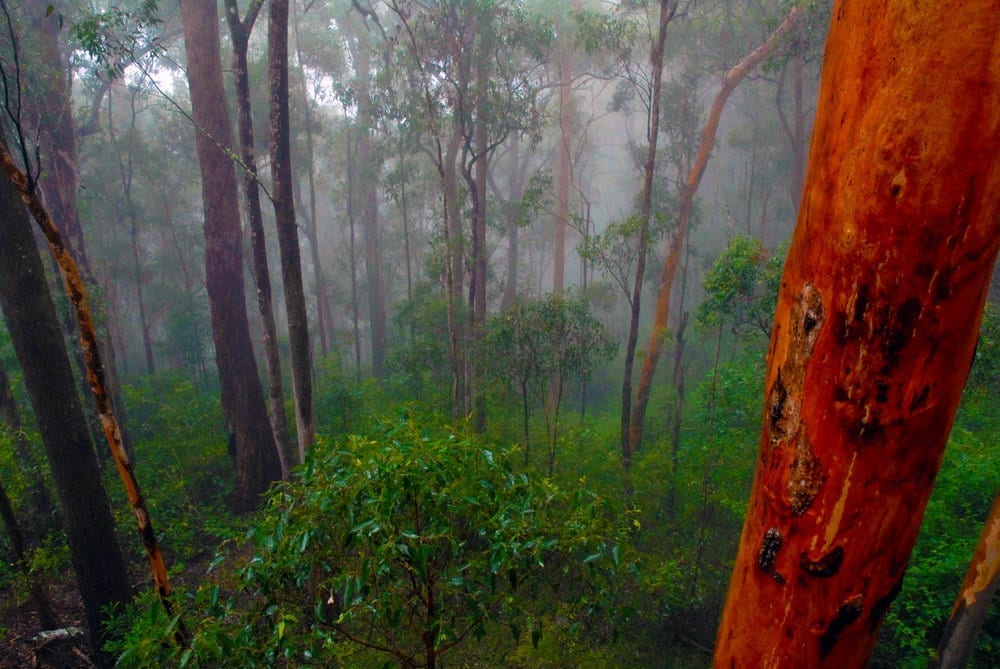 Boombana Forest Mist (NPAQ Image Library