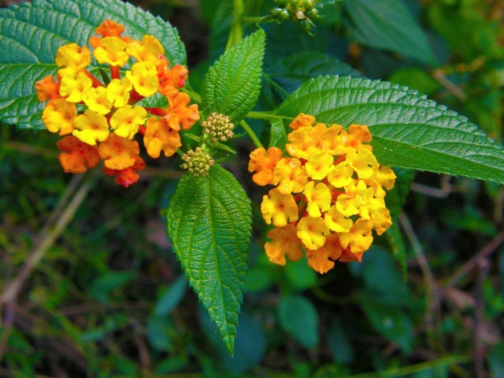 Lantana up close (Ruth Read)