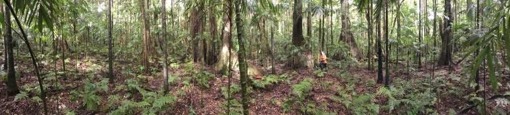 Open Rainforest of Gainsdale Development sites 