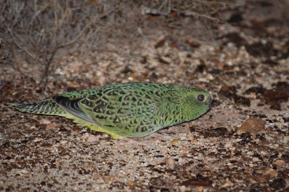 Nick Leseberg captured this image of the elusive night parrot