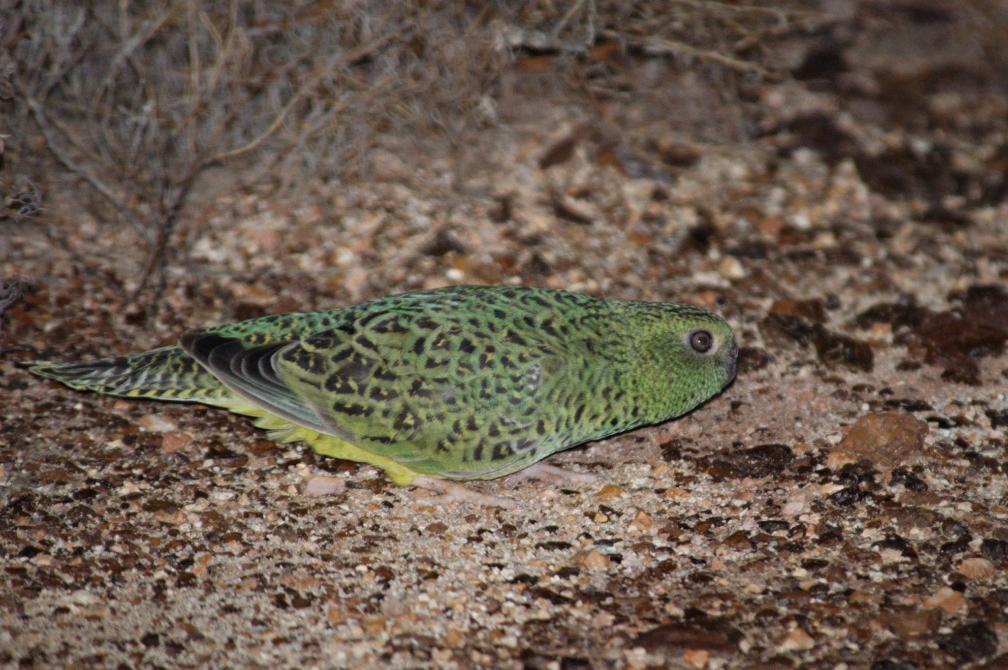 The night parrot National Parks Association of Queensland