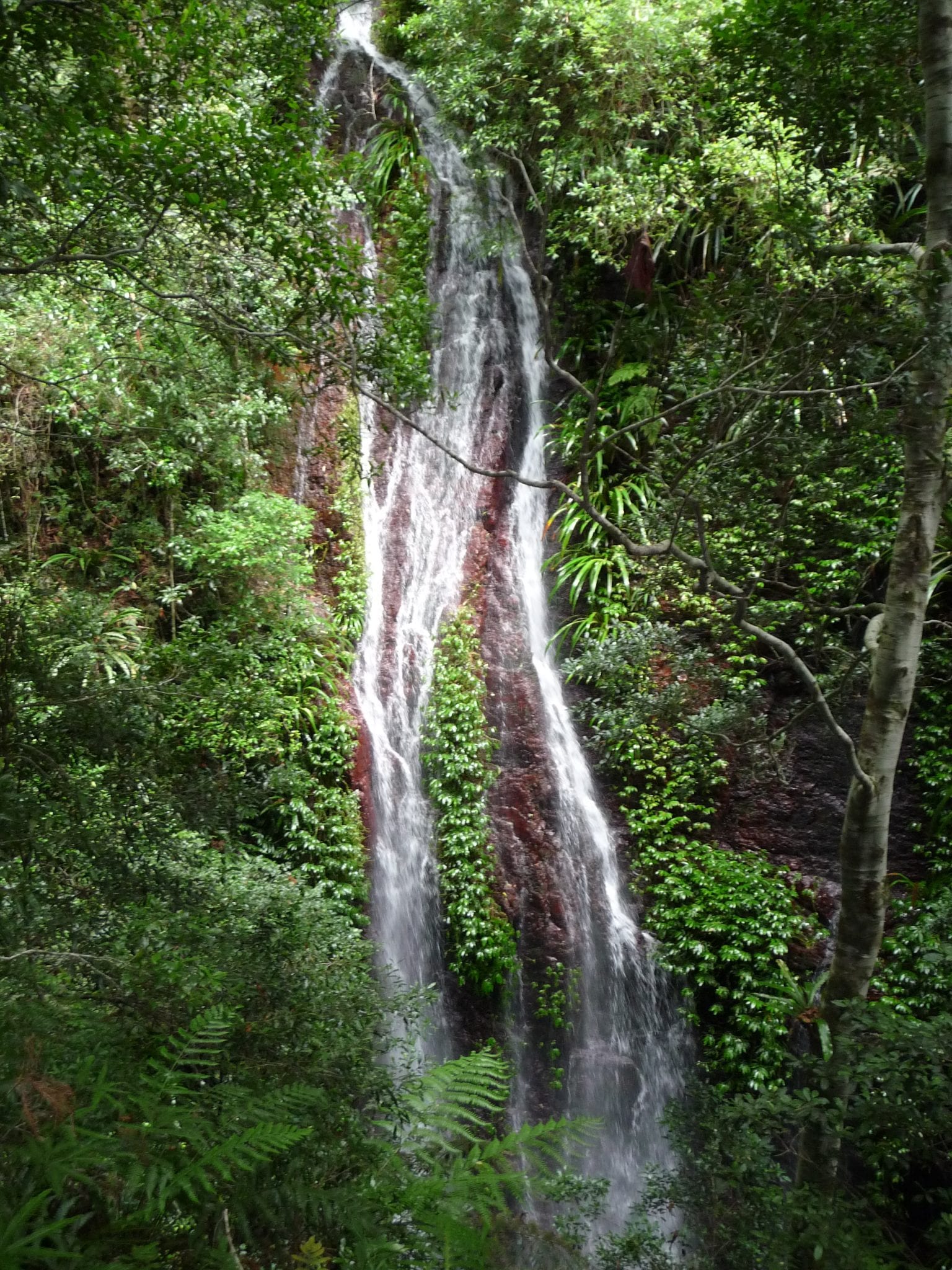 Coomera Falls – National Parks Association of Queensland