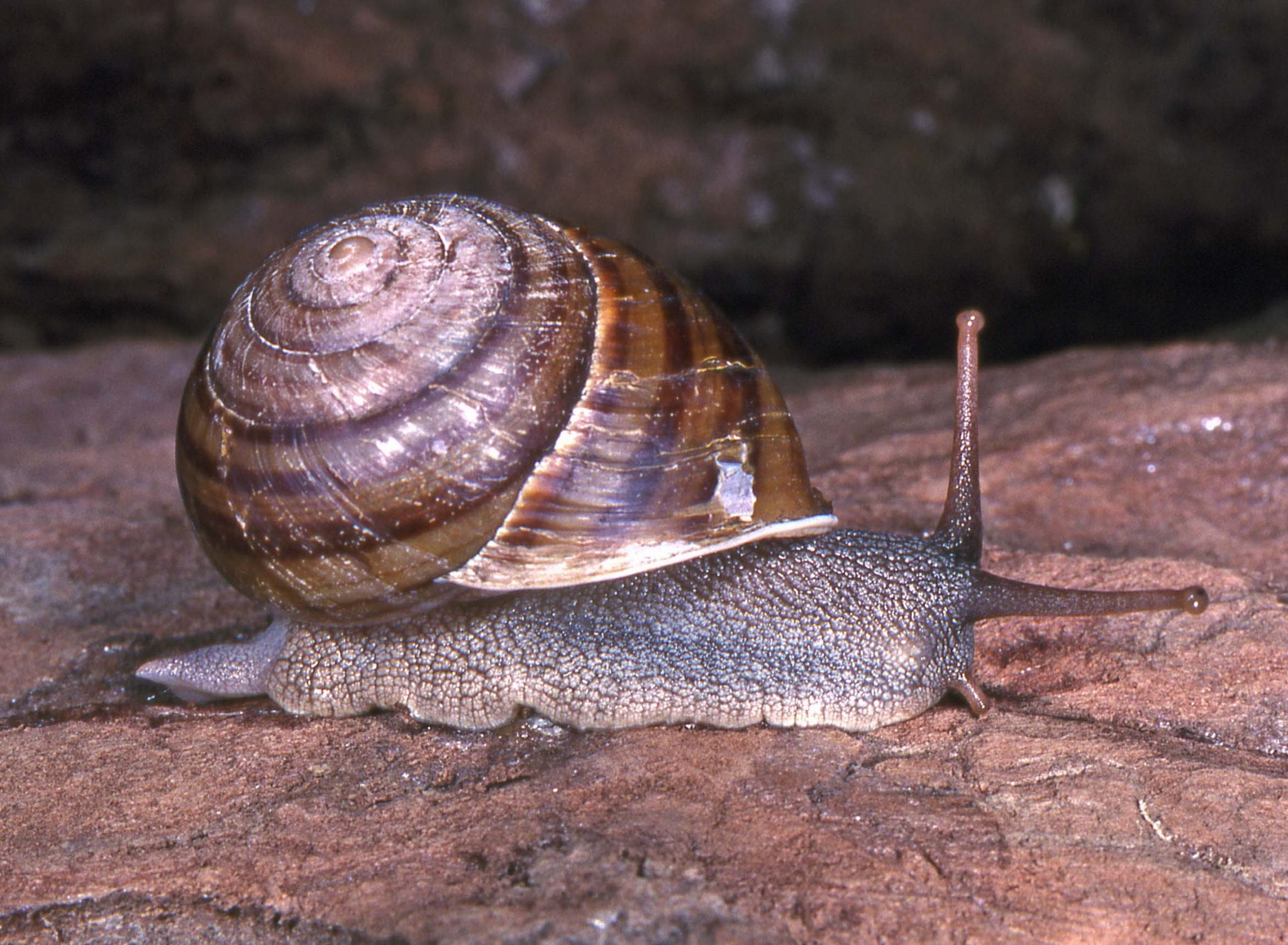 Large hadroid land snails of southeastern Queensland protected areas National Parks