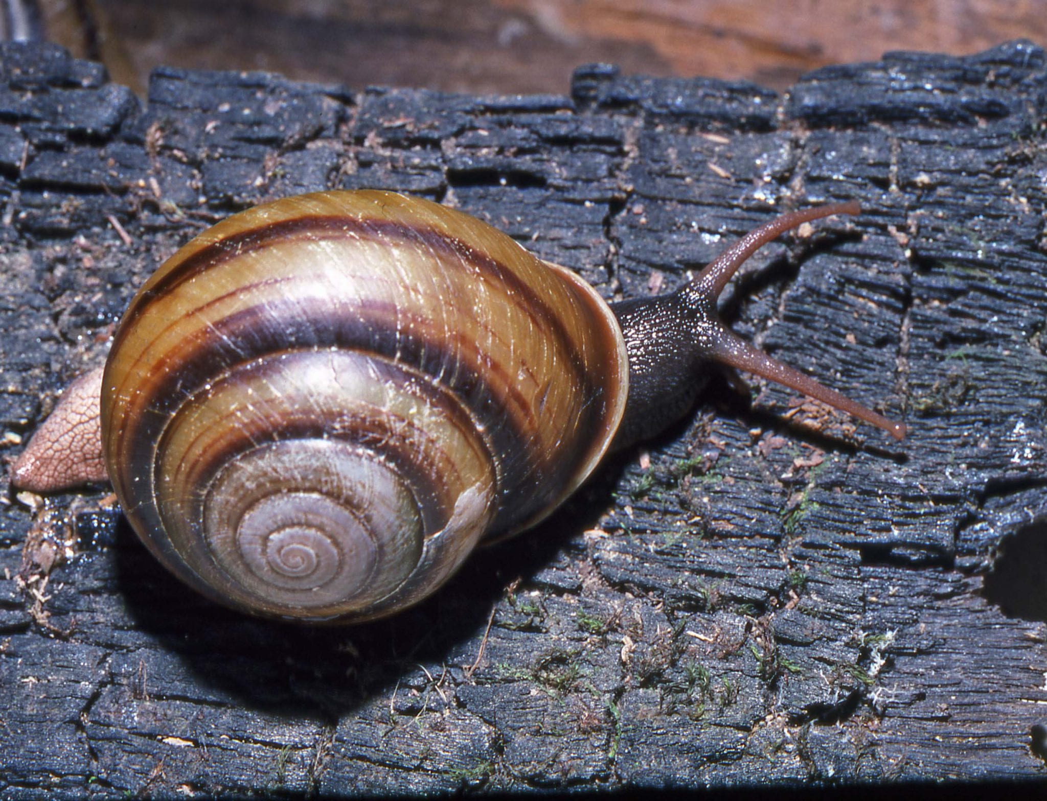 Large hadroid land snails of southeastern Queensland protected areas