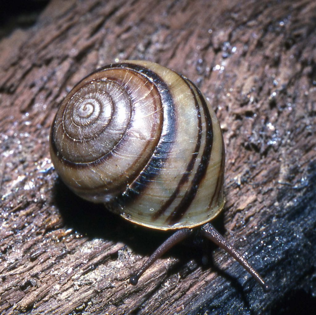 Large hadroid land snails of southeastern Queensland protected areas