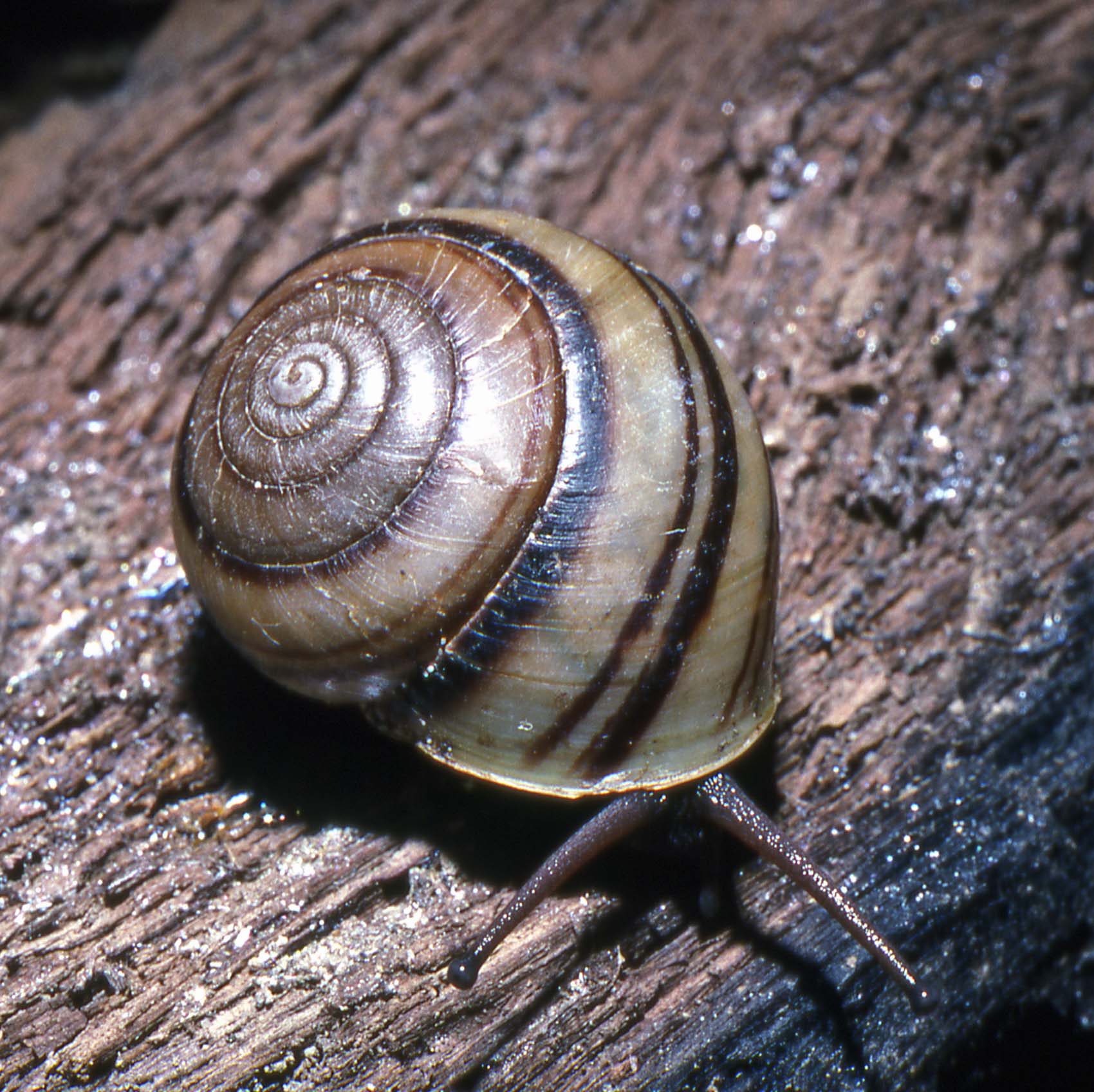 Large hadroid land snails of south-eastern Queensland protected areas ...