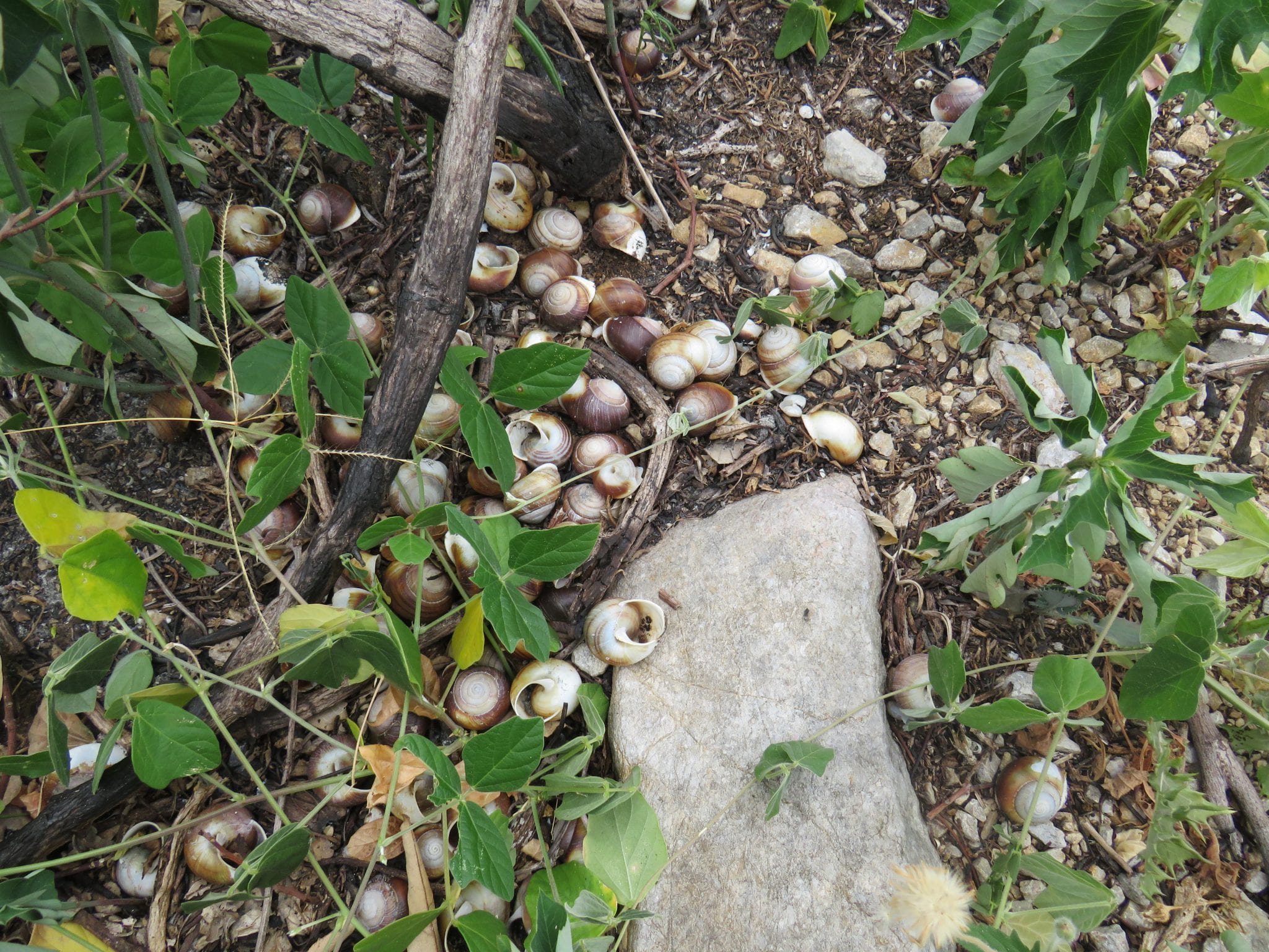 Large hadroid land snails of southeastern Queensland protected areas