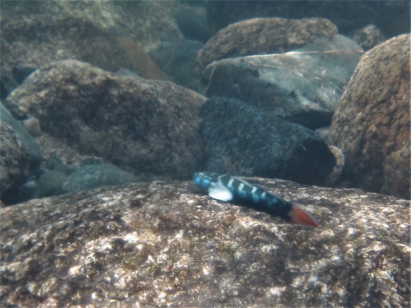 Cling Gobies - National Parks Association of Queensland