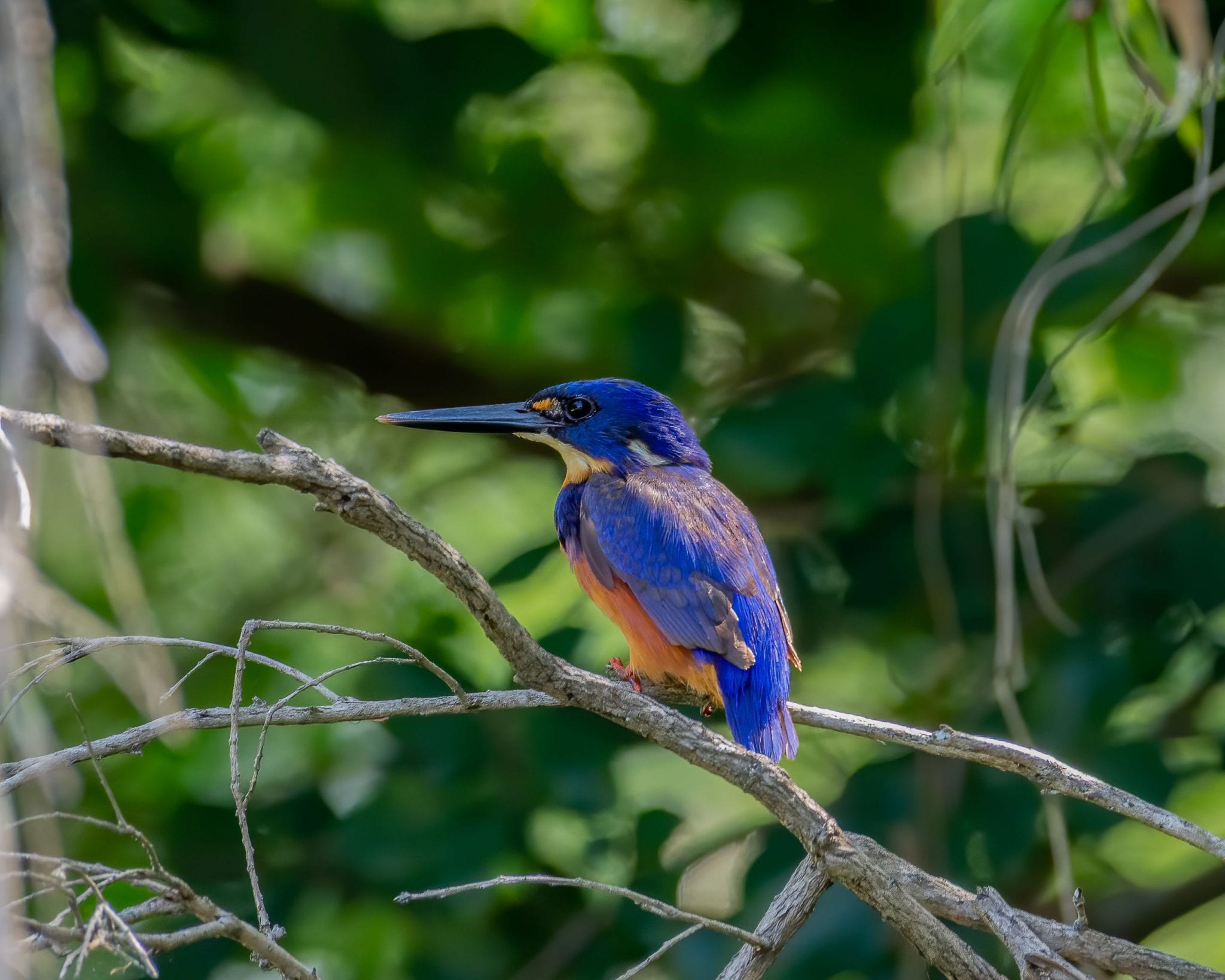 PARK IN FOCUS Nerang National Park National Parks Association of