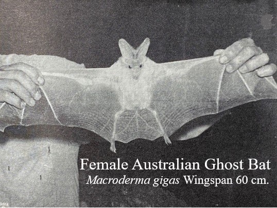Ghost Bats - The World's 3rd Largest Microbat - National Parks Association  of Queensland