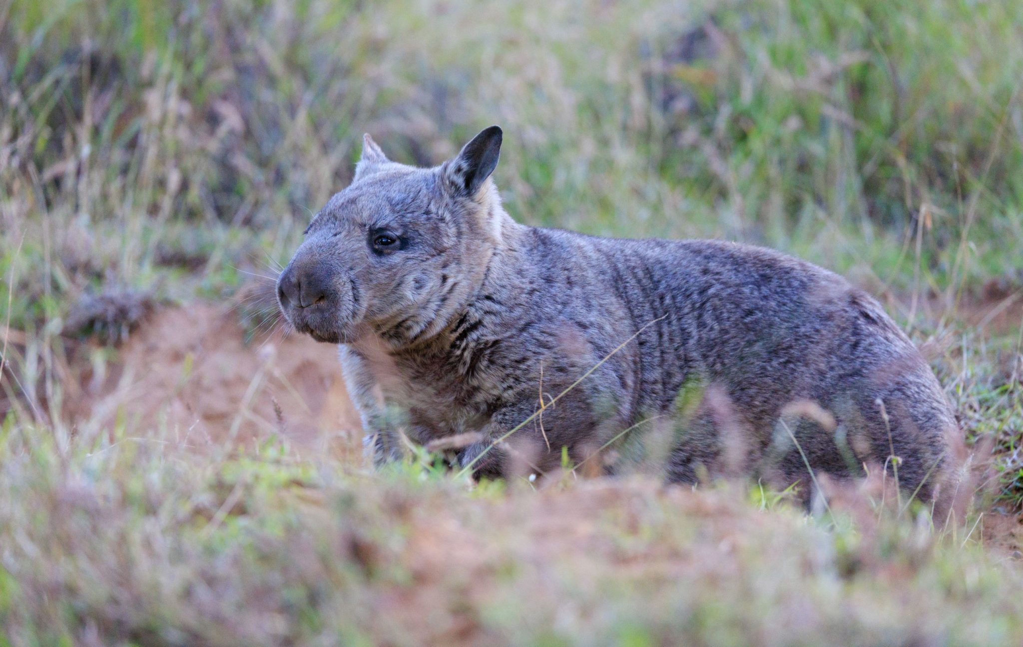 Northern Hairy Nosed Wombat National Parks Association Of Queensland   Northern Hairy Nosed Wombat Donovan Klein Epping 2022 07d Resized Scaled 