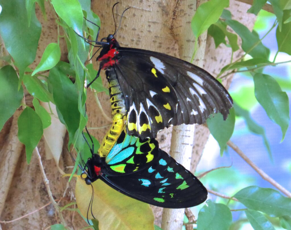 The Cairns Birdwing Butterfly – National Parks Association of Queensland