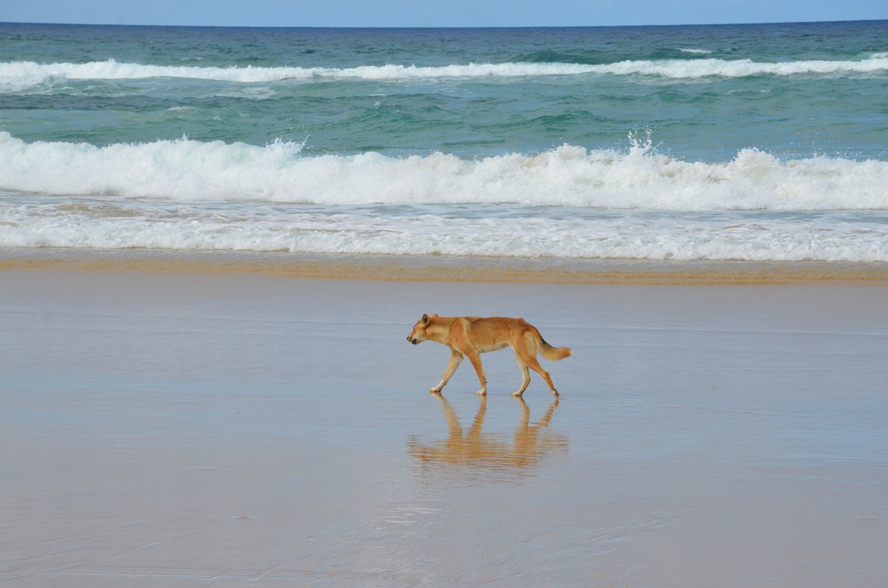 The Australian dingo: to be respected, at a distance