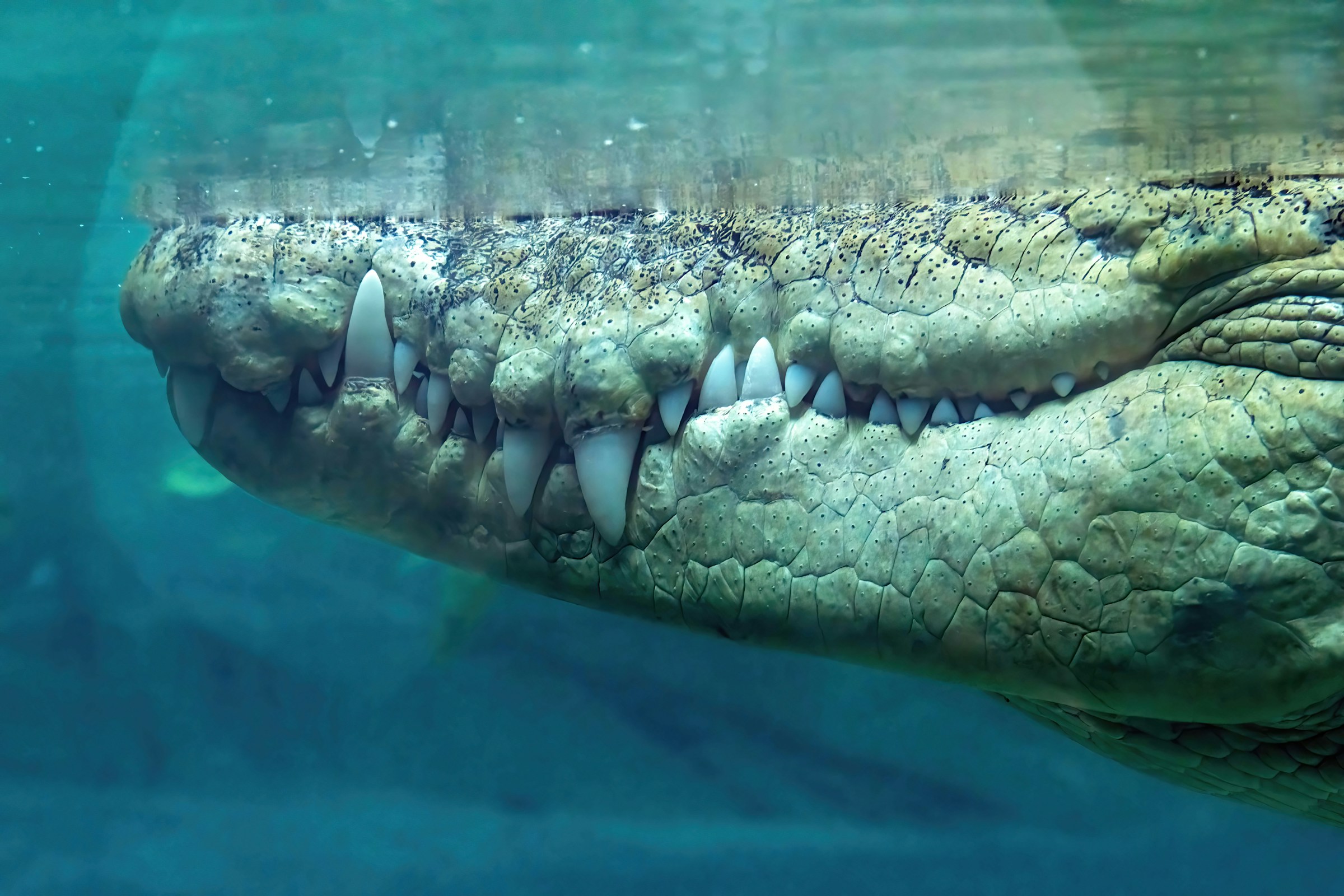 Estuarine Crocodile are known to be present in waterways from Rockhampton north.