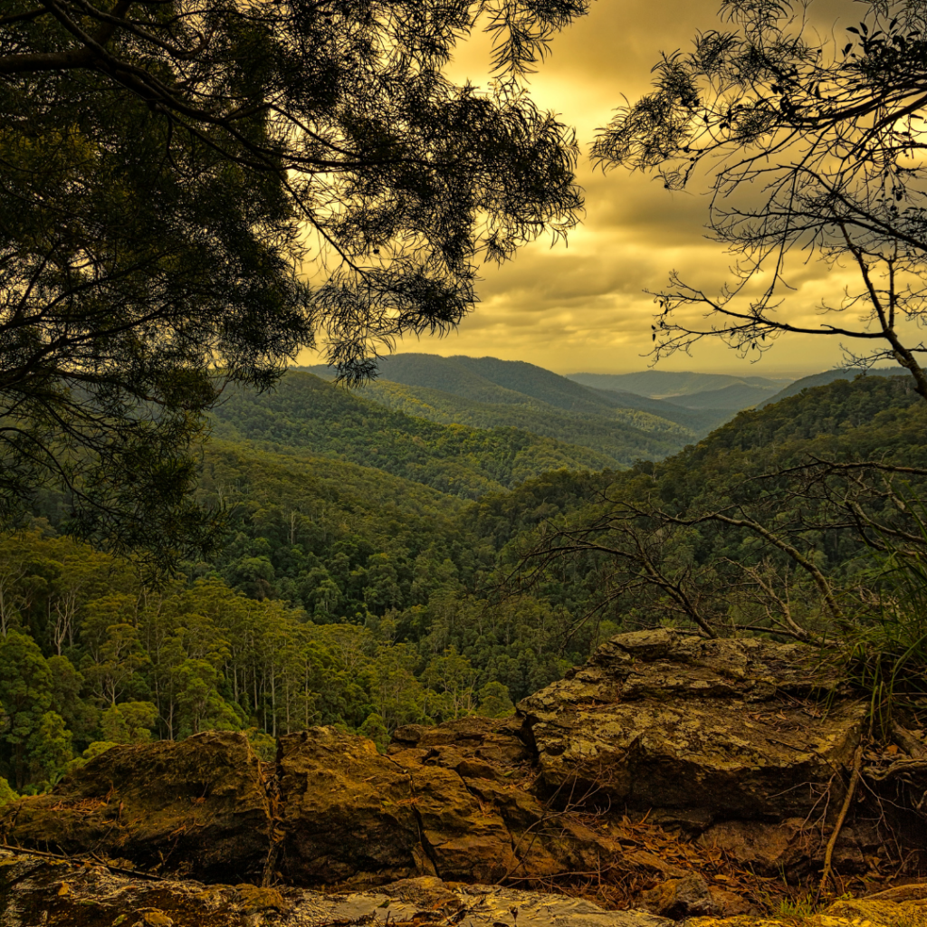 Springbrook National Park