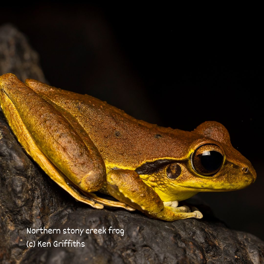 Northern stony creek frog