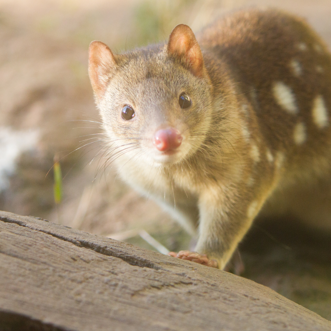 ST Quoll looking at camera